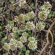 Butterbur - White