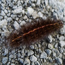 Caterpillar - Ermine Moth
