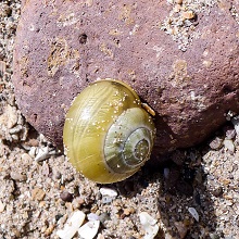 Mollusc - Snail - White Lipped