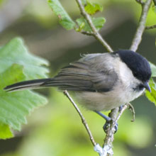 Tit - Willow