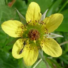 Avens - Wood