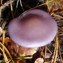Blewit - Wood