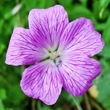 Wood Cranesbill