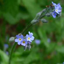 Forget - me - not - Wood