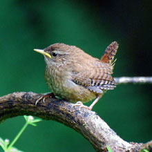 Wren