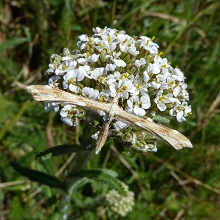 Moth - Plume - Yarrow