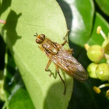 Fly - Yellow Dung