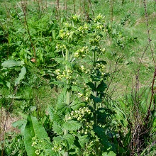 Figwort - Yellow