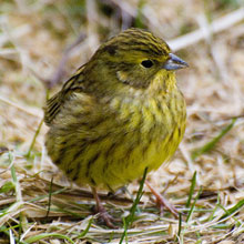 Yellowhammer